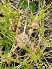 Schistocerca interrita