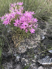 Zeltnera beyrichii