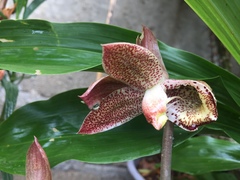 Catasetum laminatum