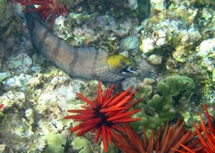 Gymnothorax rueppelliae