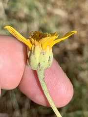 Helianthus devernii