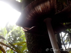 Basidiomycota