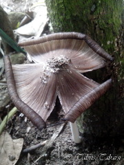 Basidiomycota