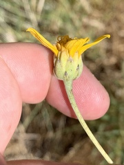 Helianthus devernii