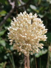Allium ampeloprasum