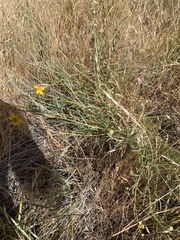 Helianthus devernii