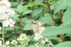 Typocerus velutinus