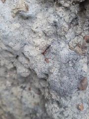Odontomachus erythrocephalus