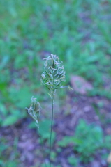 Anthoxanthum aristatum