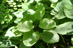 Smilax ecirrhata