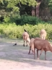 Crotophaga sulcirostris