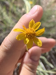 Helianthus devernii