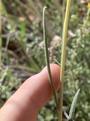 Helianthus devernii