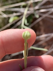 Helianthus devernii