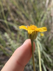 Helianthus devernii