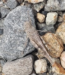 Trimerotropis andeana