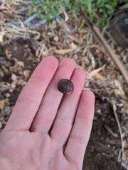 Helminthoglypta phlyctaena