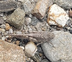 Trimerotropis andeana