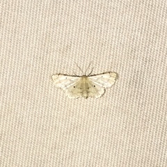 Idaea politaria