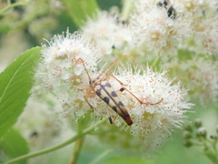 Strangalia luteicornis