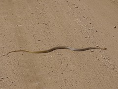 Psammophis mossambicus