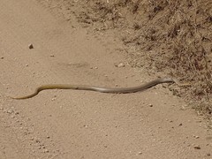 Psammophis mossambicus