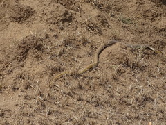 Psammophis mossambicus