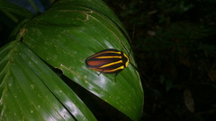 Rochaina mexicana