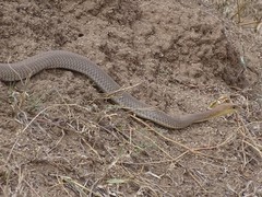 Psammophis mossambicus