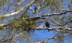 Macheiramphus alcinus
