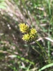 Carex cephaloidea