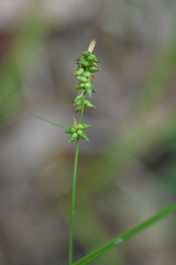 Carex retroflexa