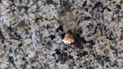 Cuterebra abdominalis