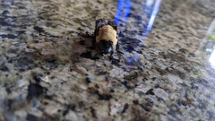 Cuterebra abdominalis