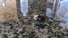 Cuterebra abdominalis