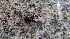 Cuterebra abdominalis