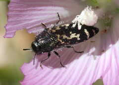 Acmaeodera