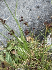 Juncus compressus