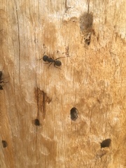 Camponotus modoc