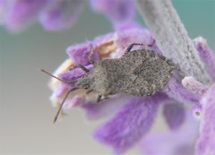 Villasitocoris inconspicuus