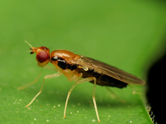Psila