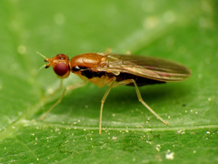 Psila