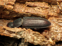 Idiobates castaneus