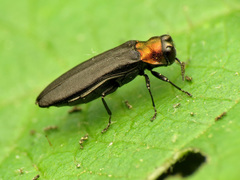 Agrilus ruficollis