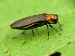 Agrilus ruficollis