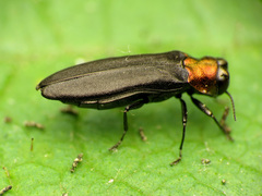 Agrilus ruficollis