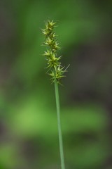 Carex laevivaginata