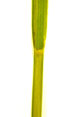 Carex laevivaginata