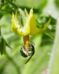 Augochloropsis viridula