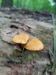 Pholiota subsulphurea